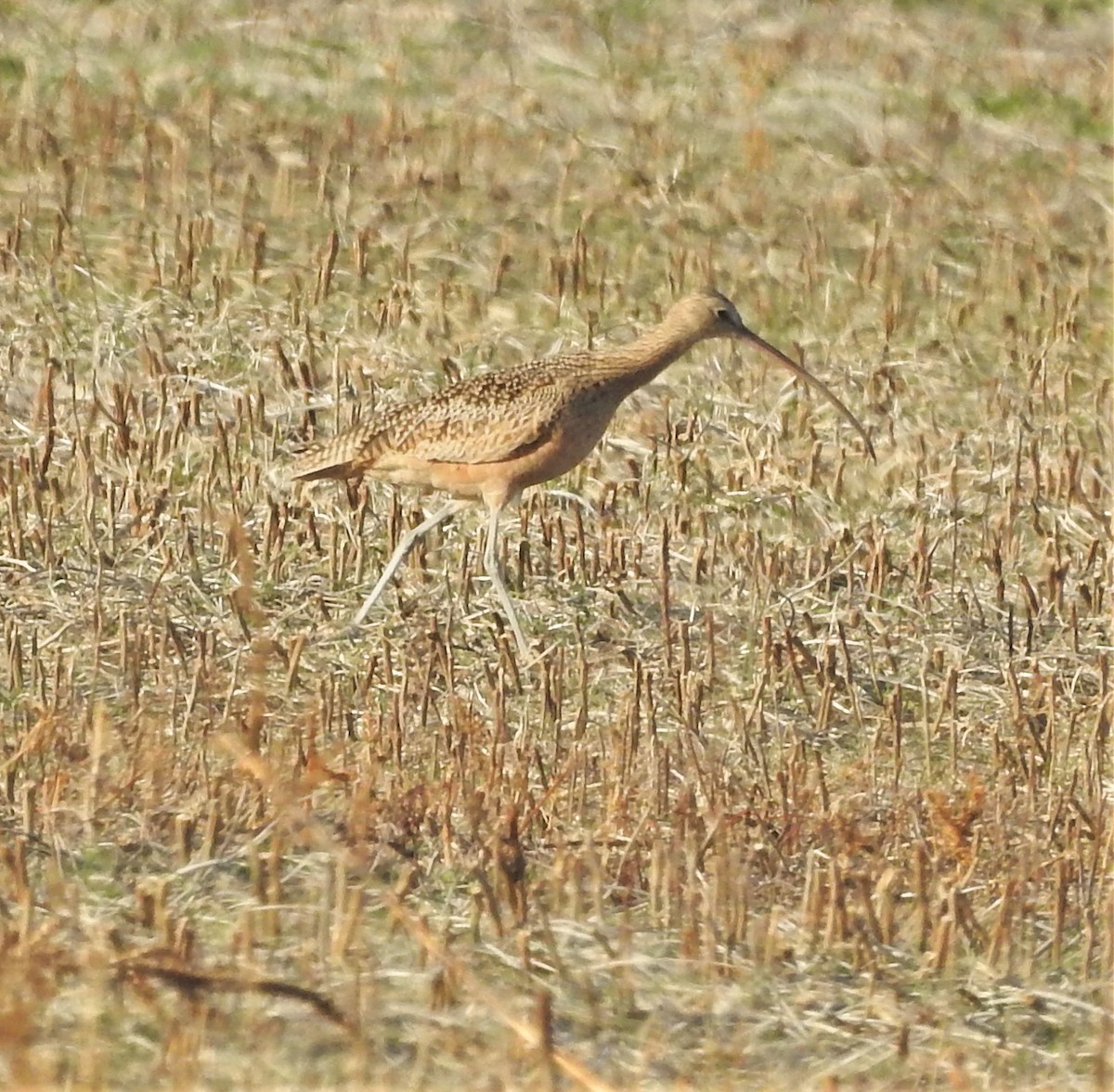 Long-billed Curlew - ML389368701