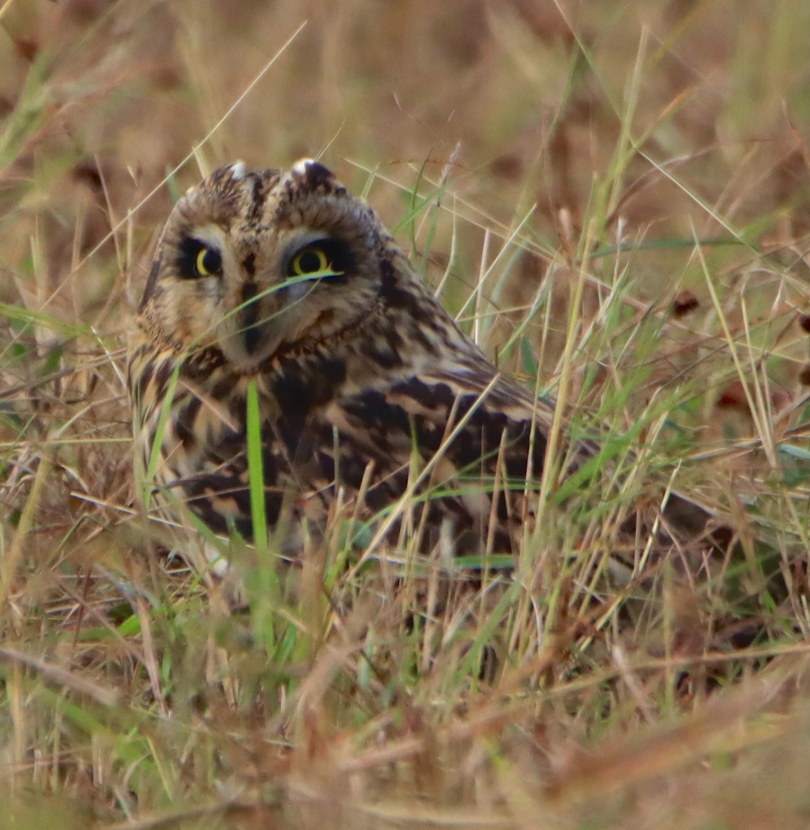 Short-eared Owl - Amod Gawarikar