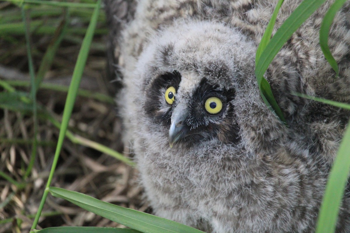 Long-eared Owl - Braydon Luikart
