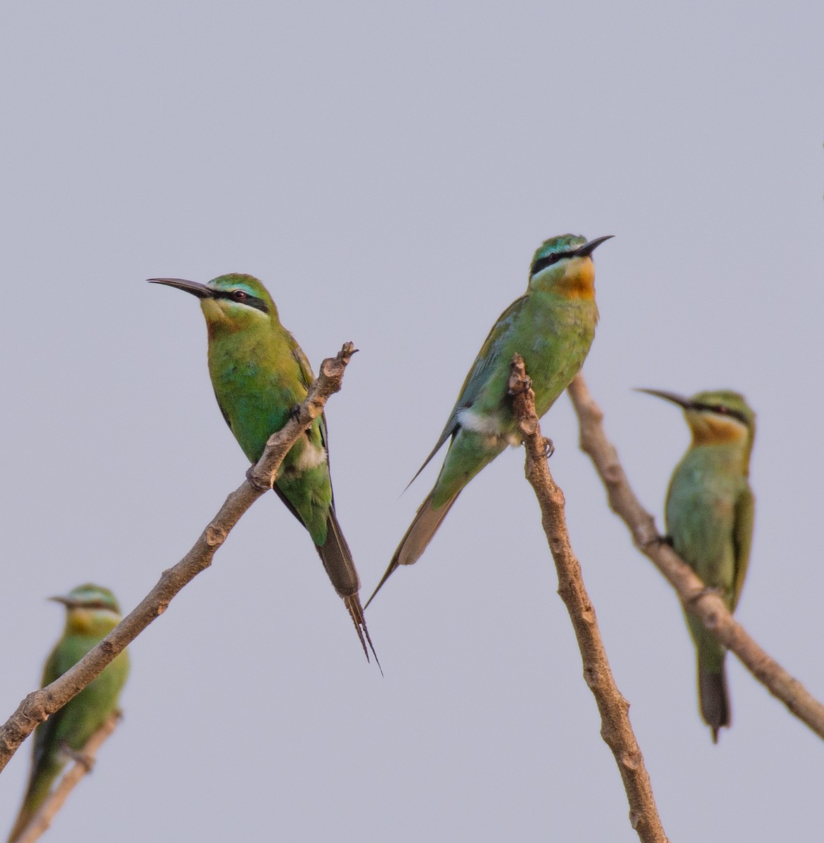 Blue-cheeked Bee-eater - Binesh Nair