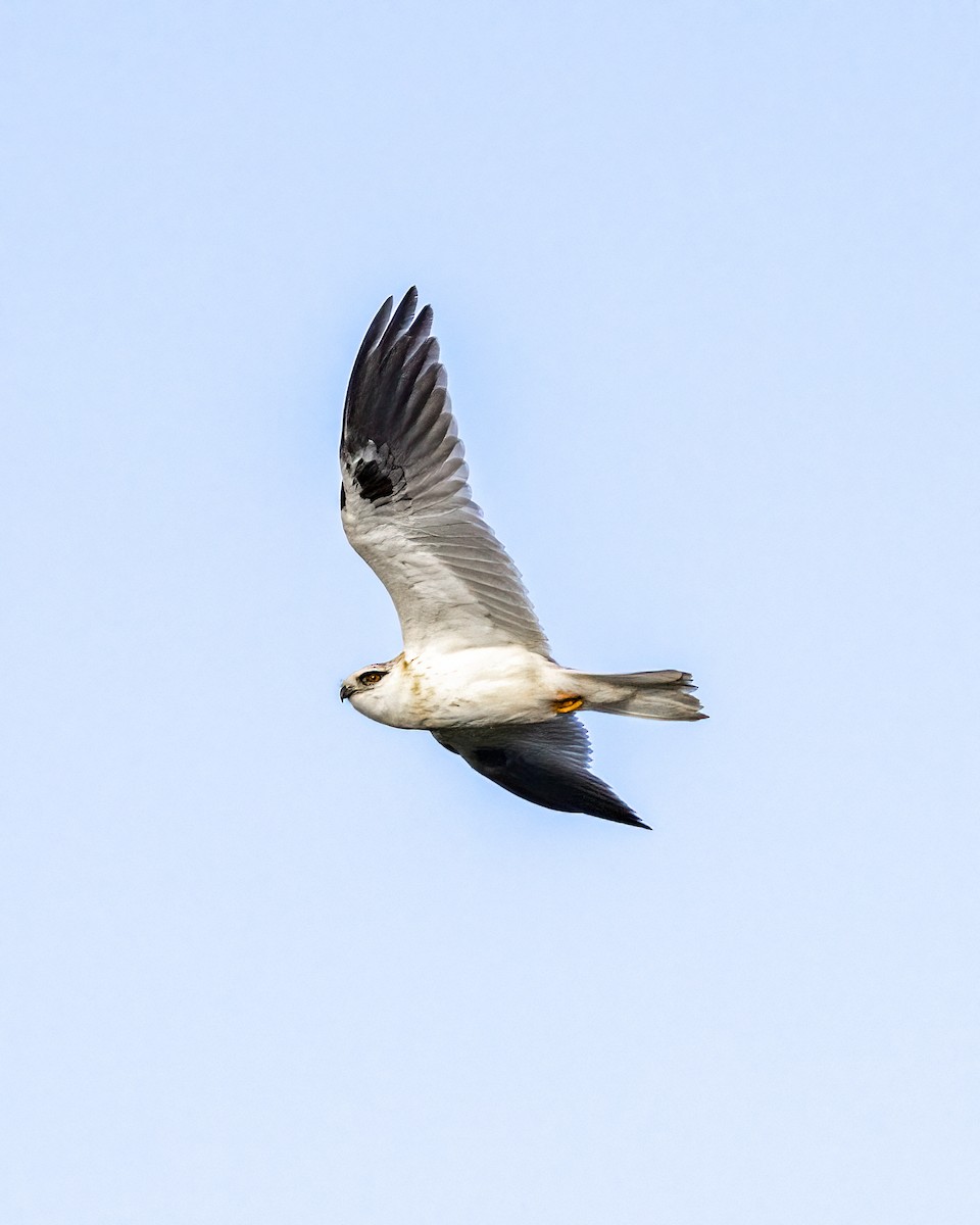 Black-shouldered Kite - Ernest Tong