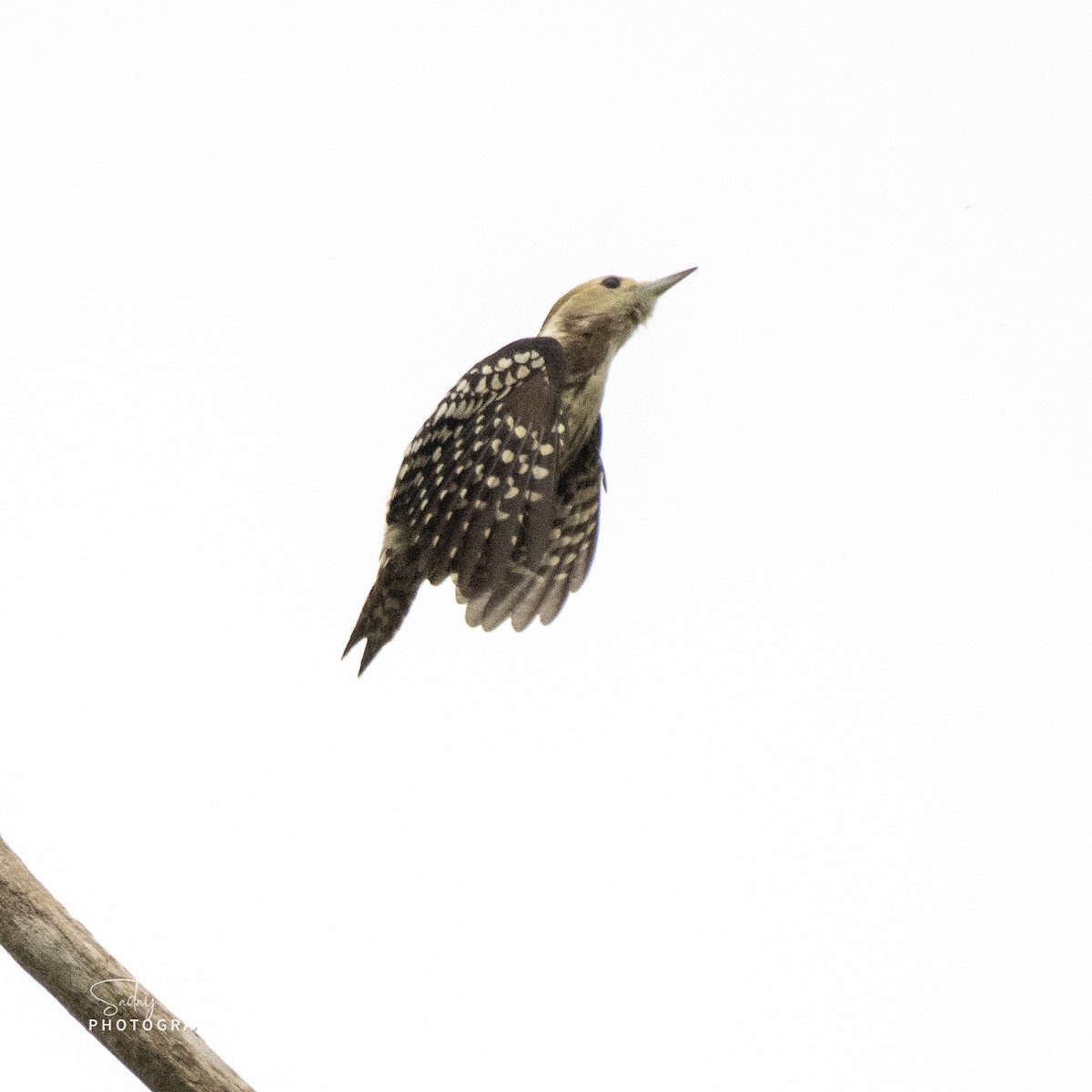 Yellow-crowned Woodpecker - ML389376821