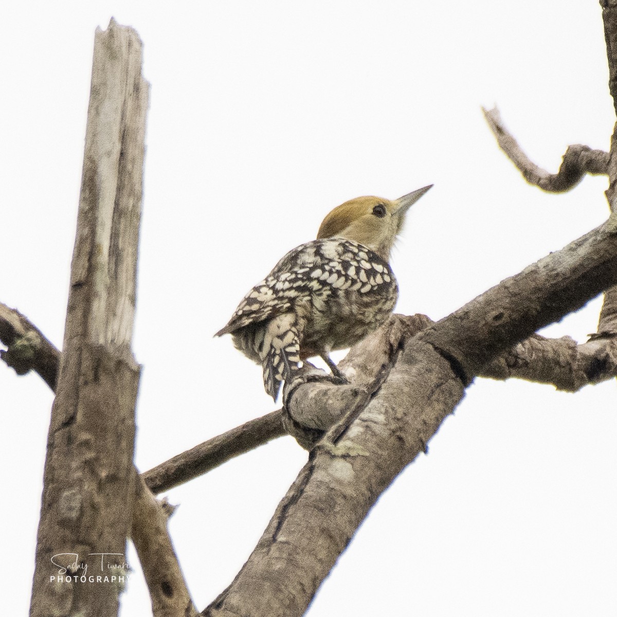 Yellow-crowned Woodpecker - ML389376831