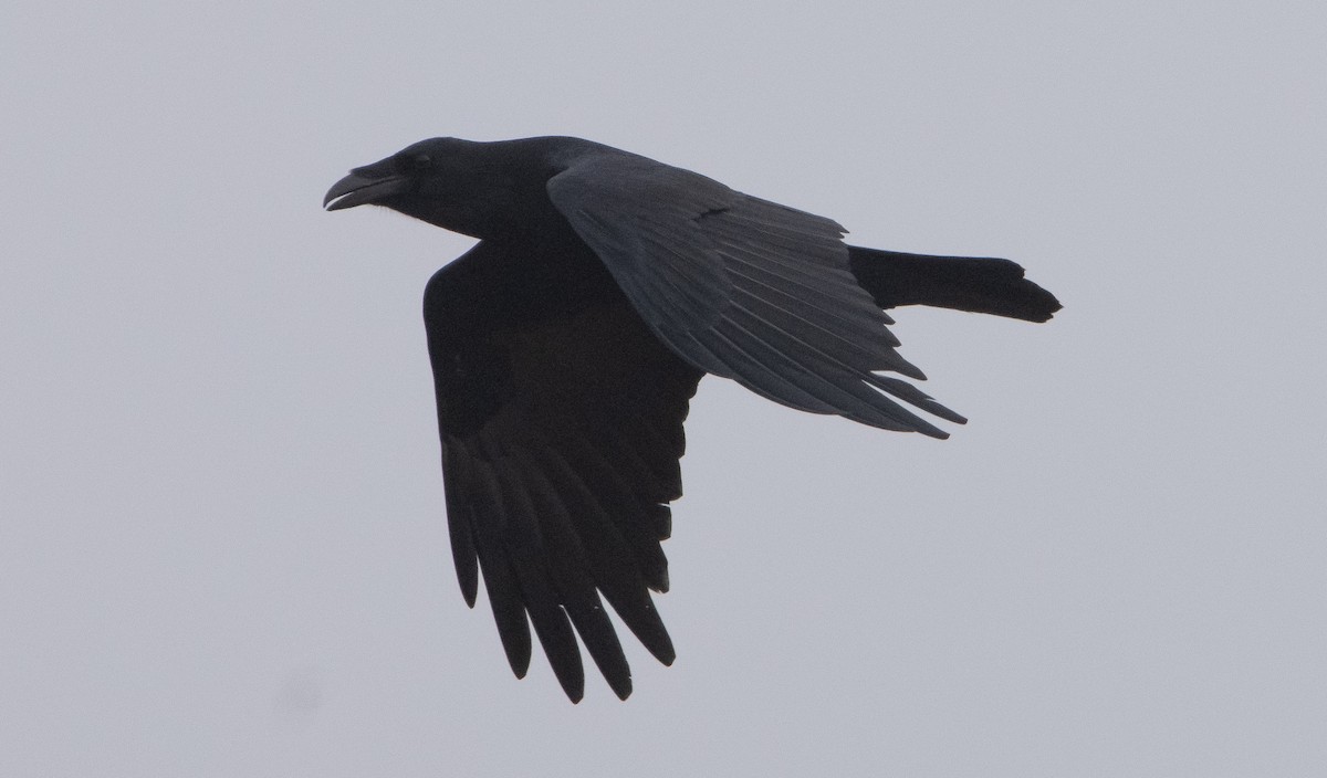Common Raven - Liam Huber