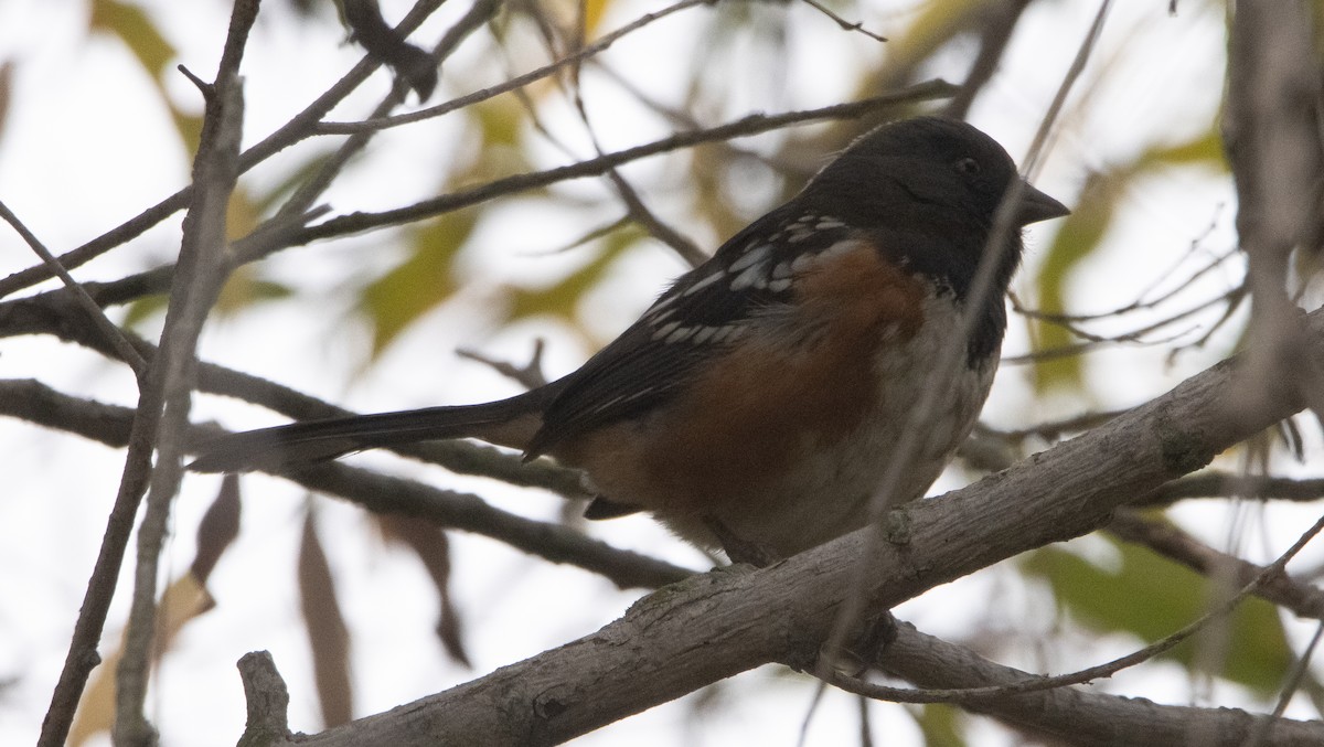Spotted Towhee - Liam Huber