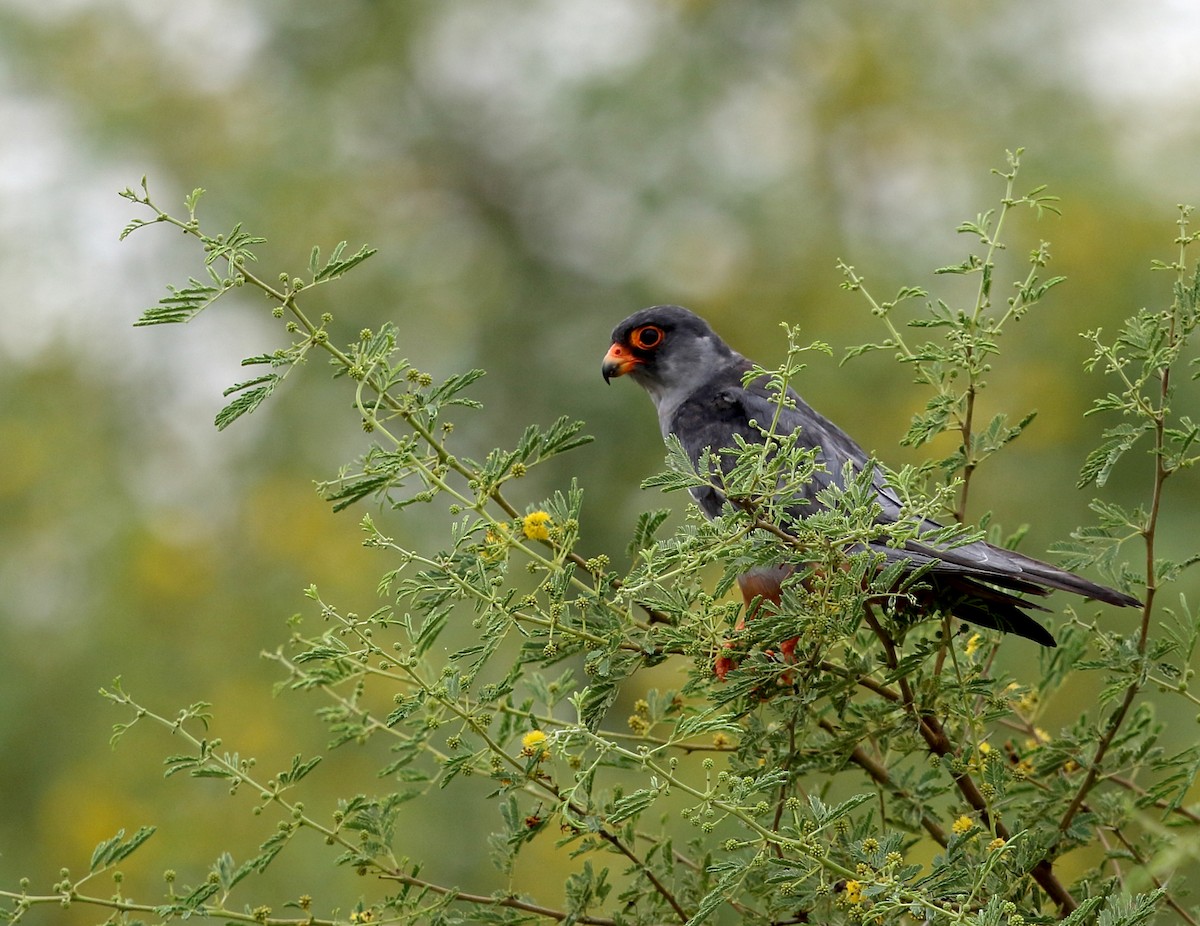 Amur Falcon - Gobind Sagar Bhardwaj