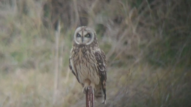 Short-eared Owl (Hawaiian) - ML389382451