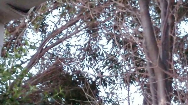 Japanese Bush Warbler - ML389382871