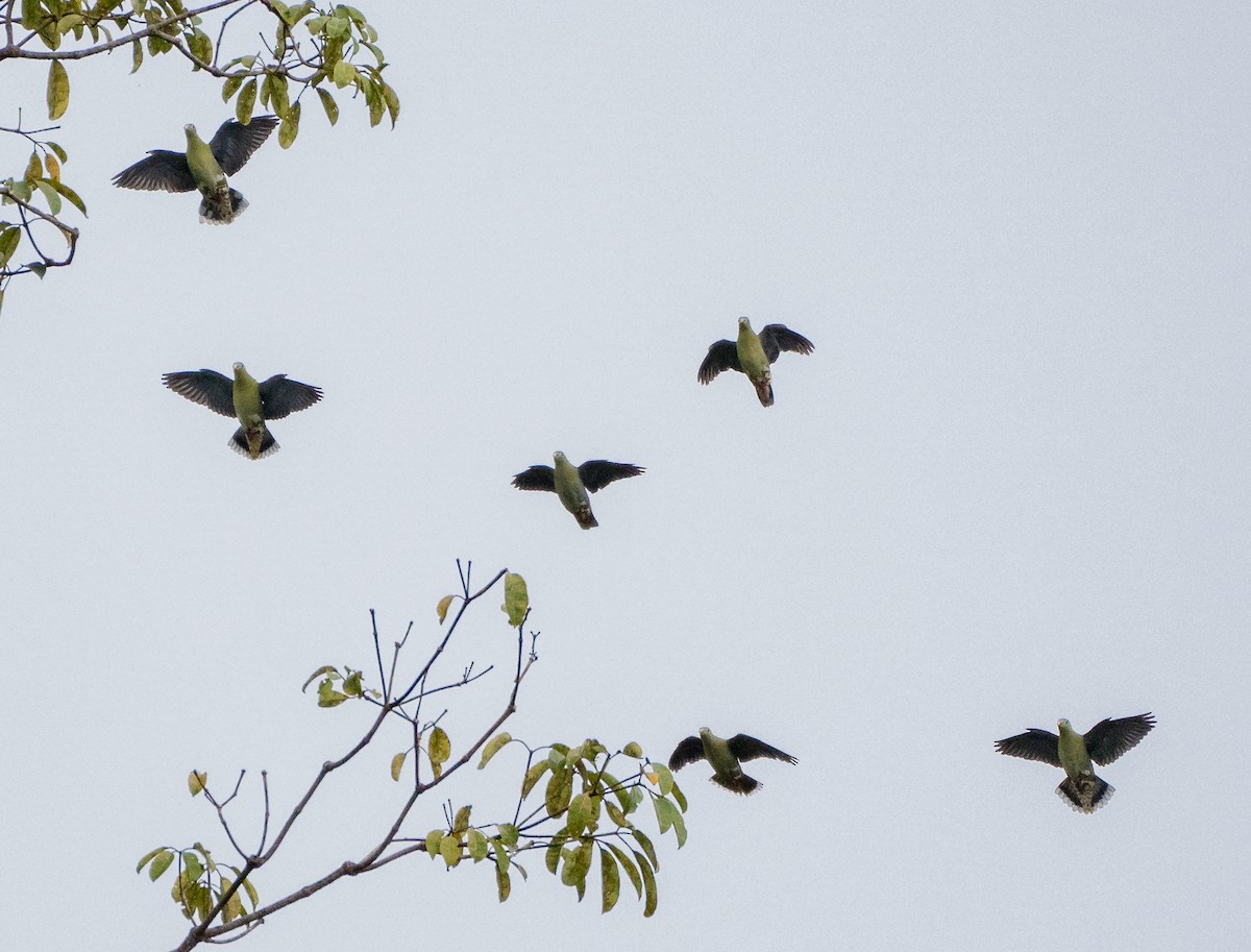 Thick-billed Green-Pigeon - Wilbur Goh