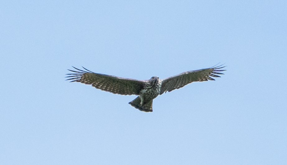 Changeable Hawk-Eagle - Wilbur Goh