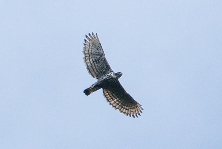 Blyth's Hawk-Eagle - Wilbur Goh