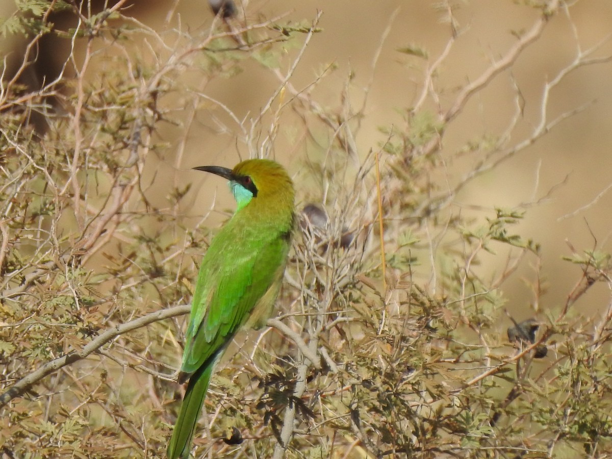 Asian Green Bee-eater - ML389384421
