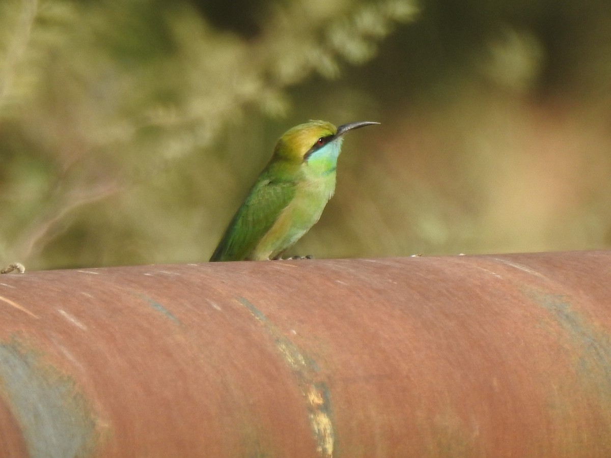 Asian Green Bee-eater - ML389384451