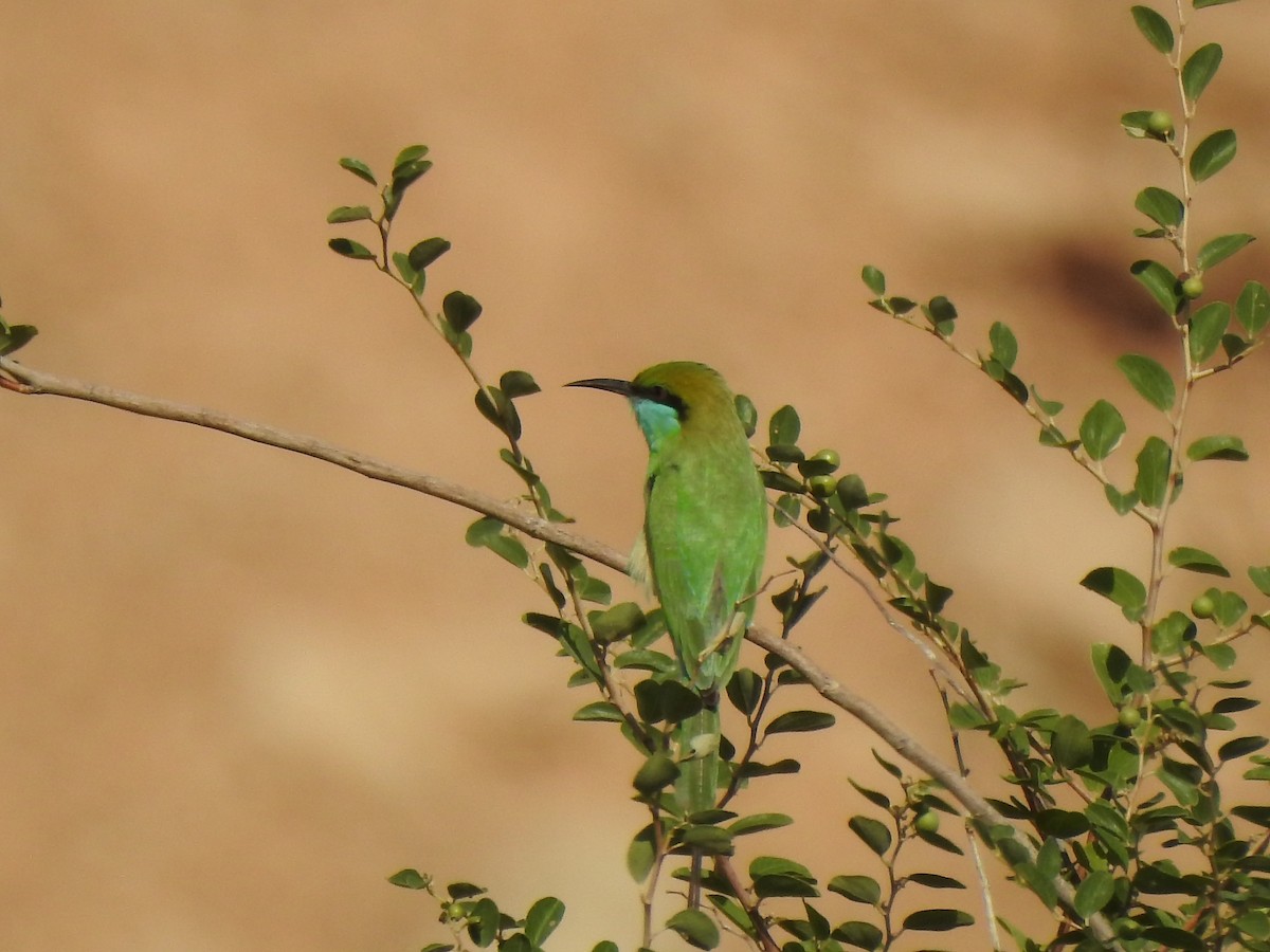 Asian Green Bee-eater - ML389384481