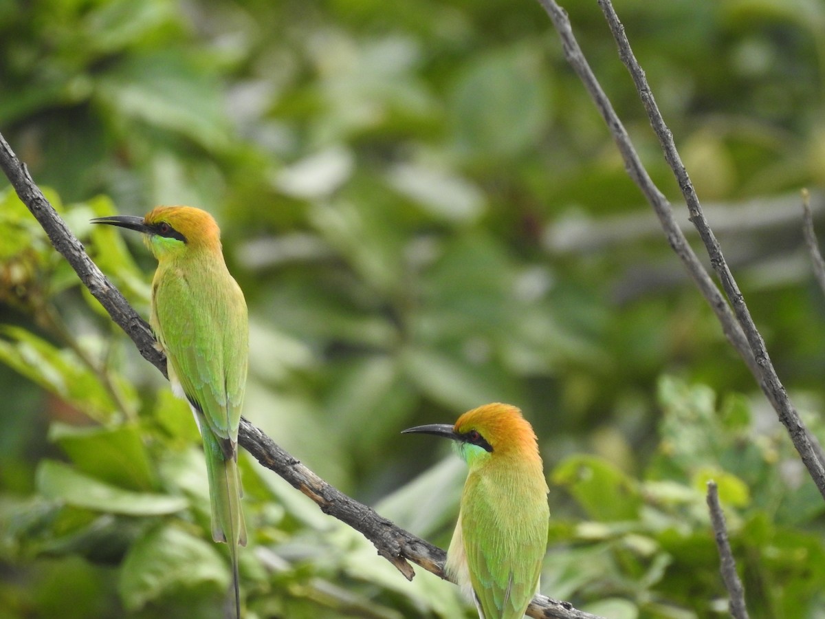 Asian Green Bee-eater - RAVEESHA H N