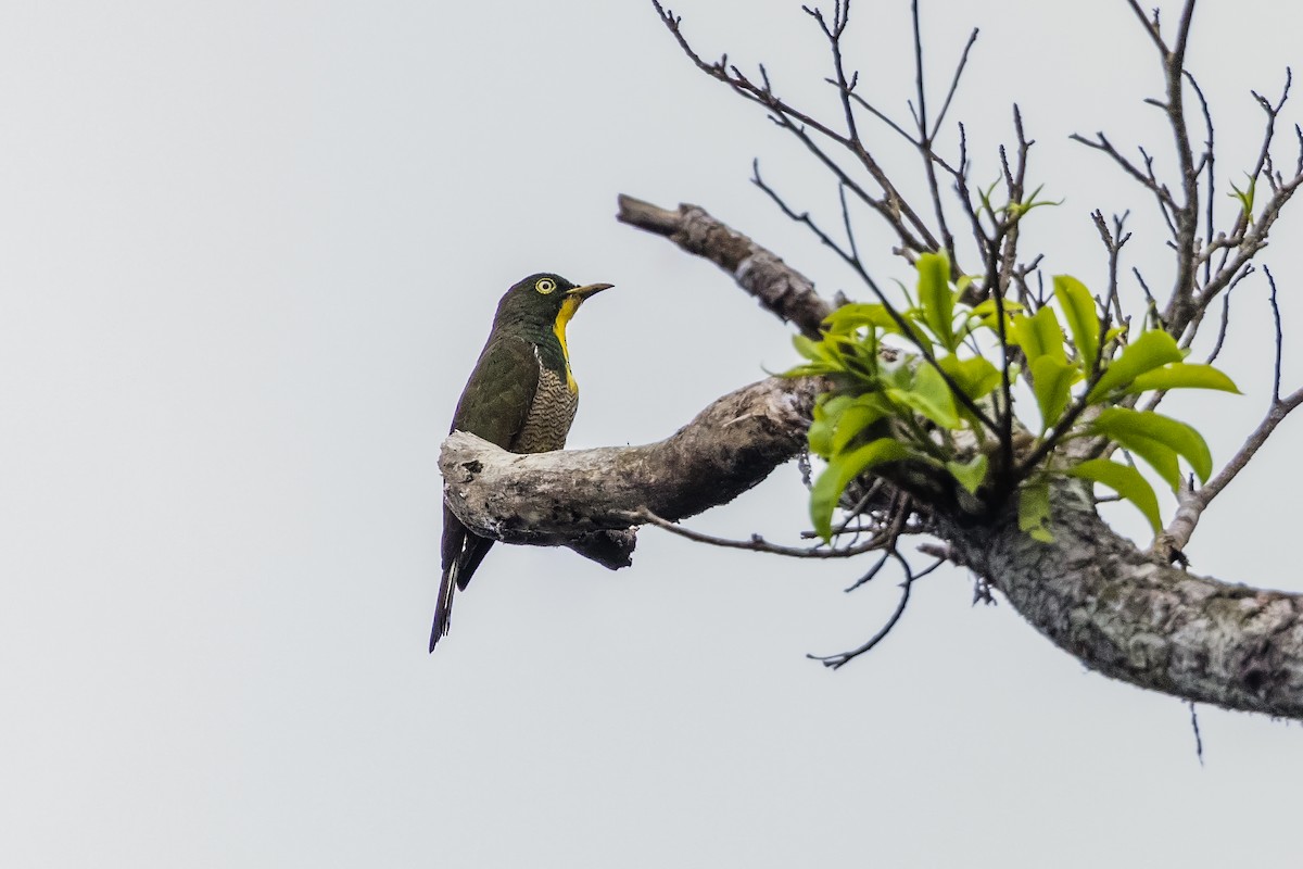 Yellow-throated Cuckoo - ML389388861