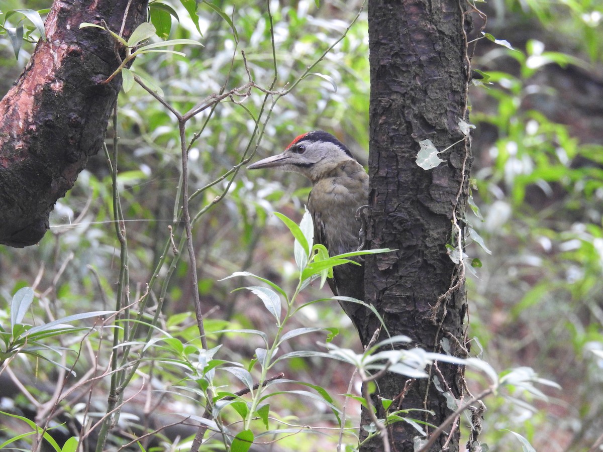 Gray-headed Woodpecker - ML389389791