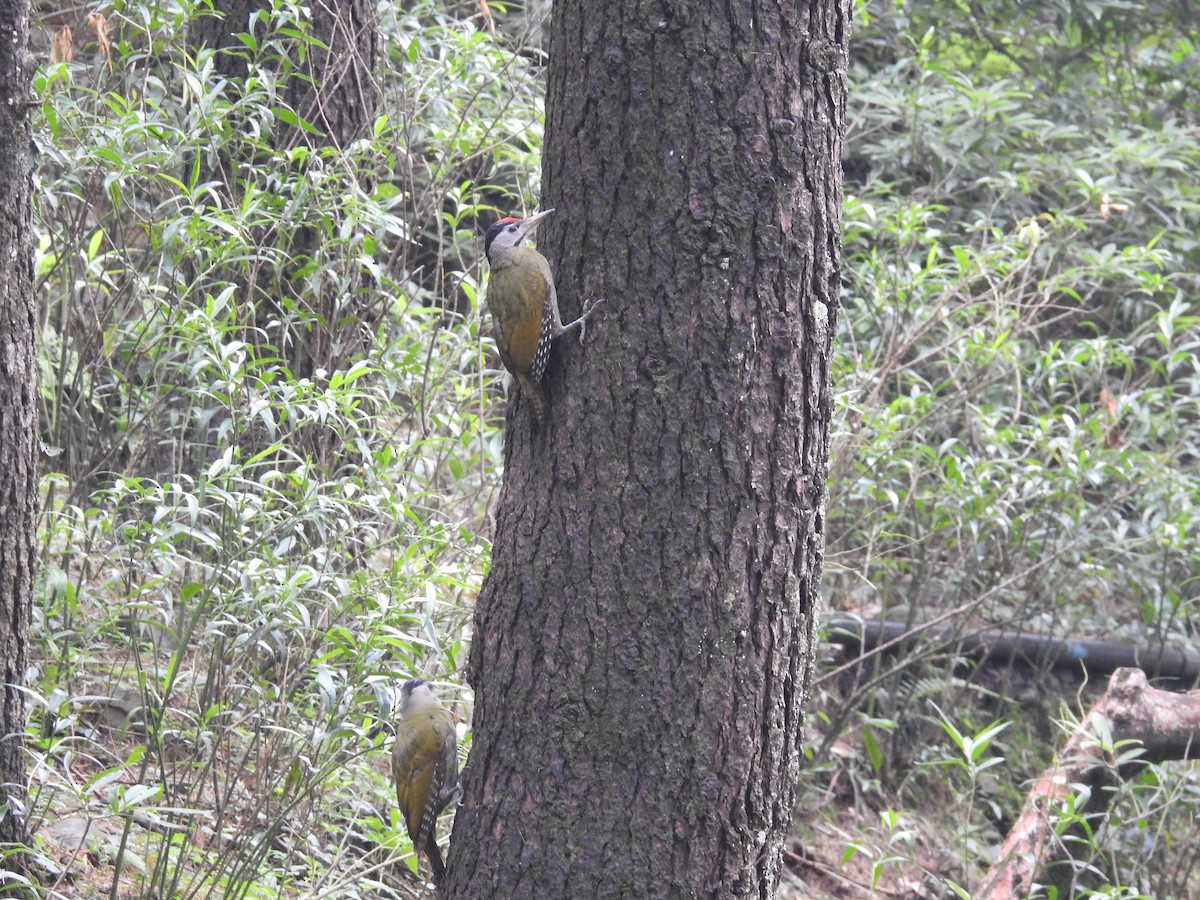 Gray-headed Woodpecker - ML389389801