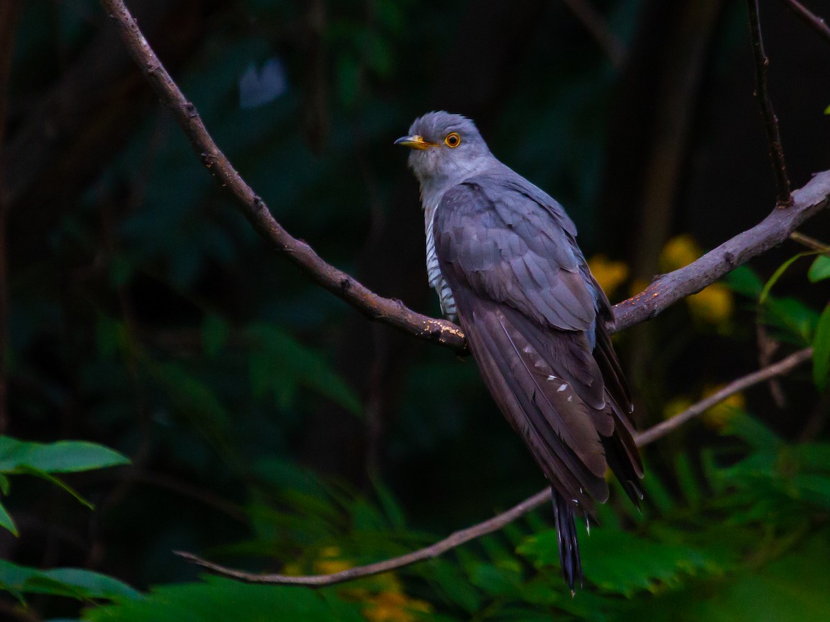 Common Cuckoo - Vikram S