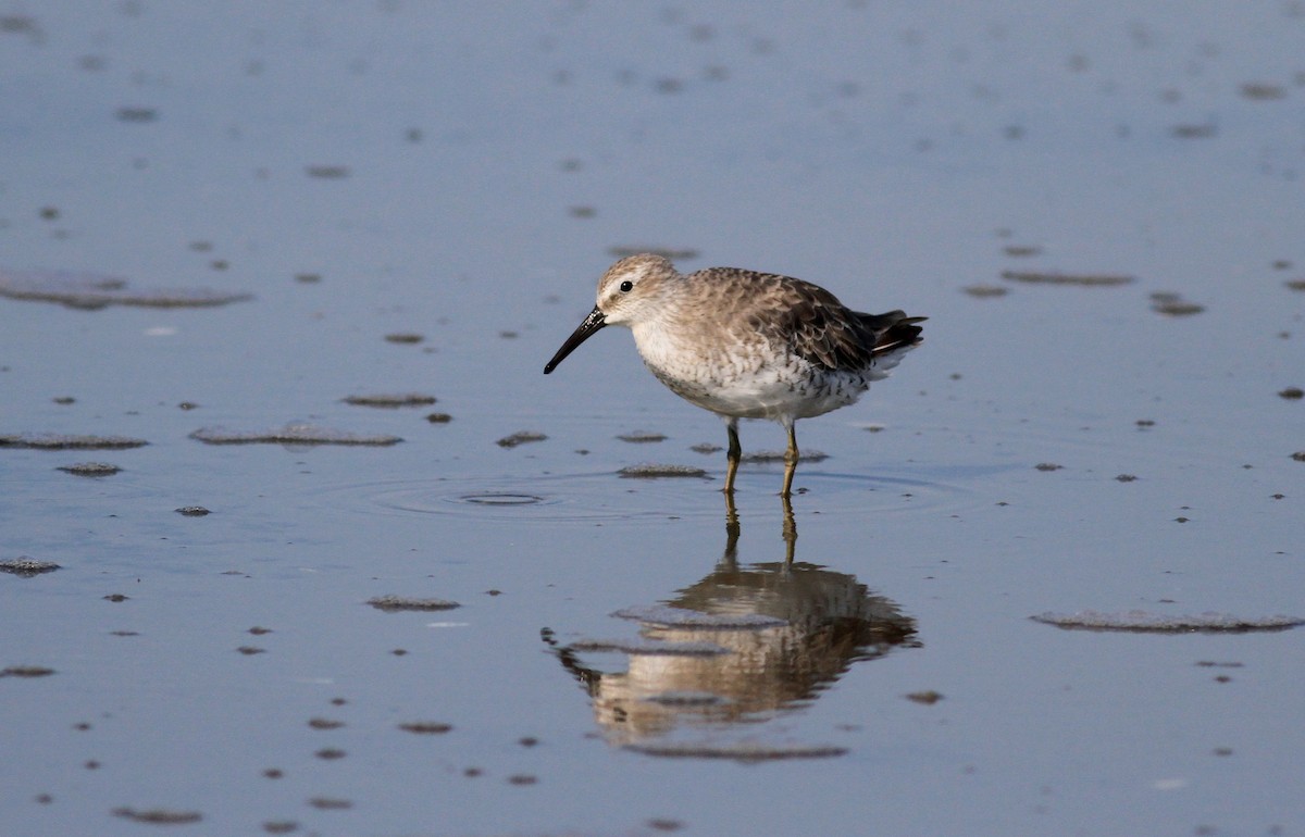 Red Knot - ML38939191