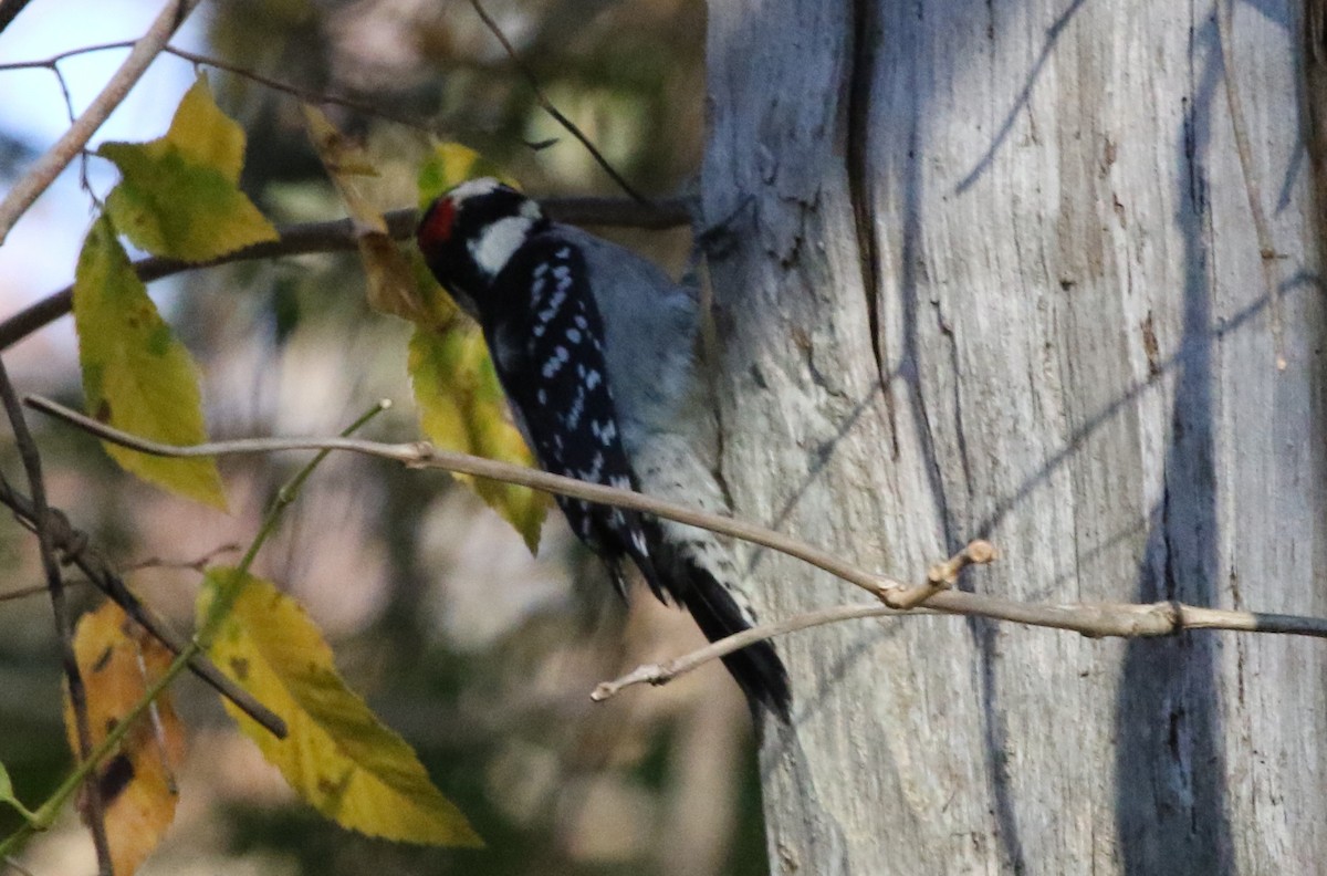 Downy Woodpecker (Eastern) - ML389392231