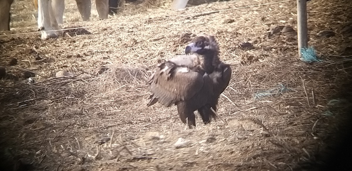 Cinereous Vulture - ML389392621