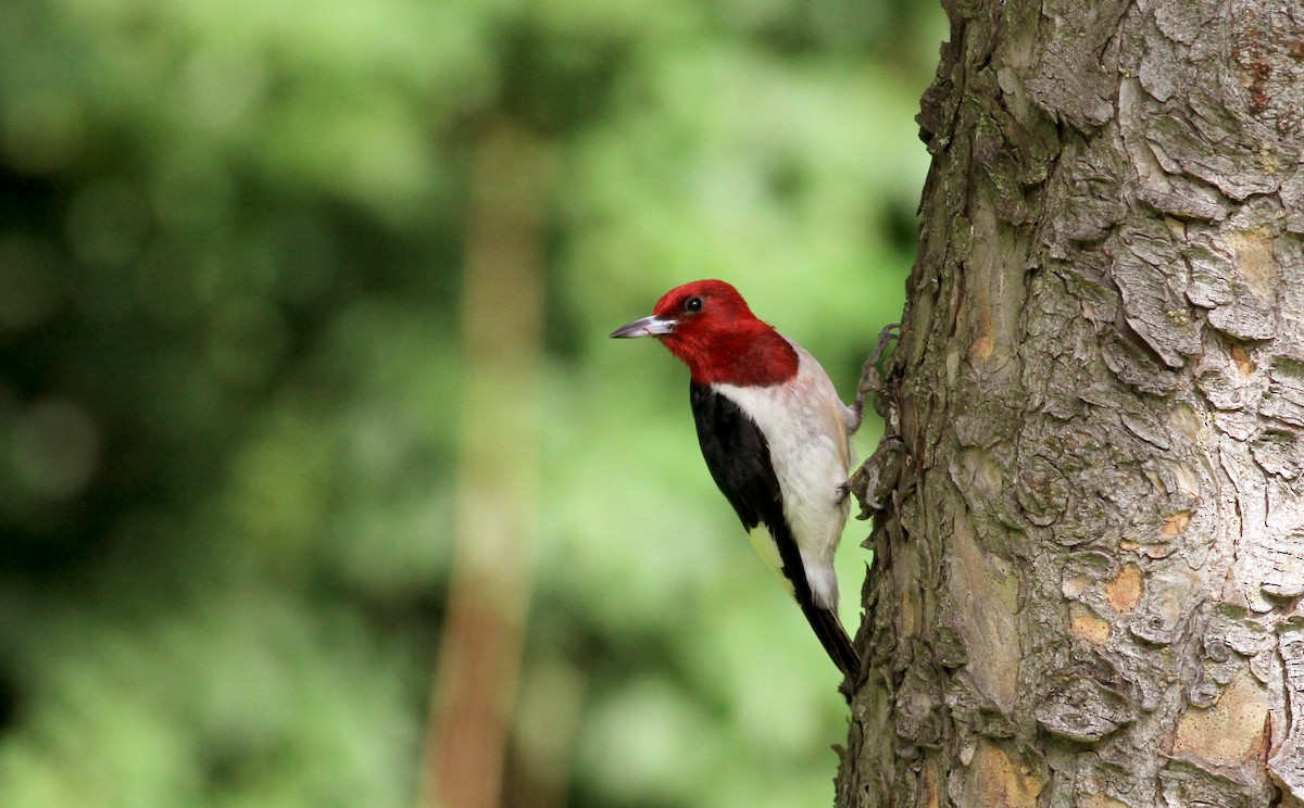 Red-headed Woodpecker - ML38939361