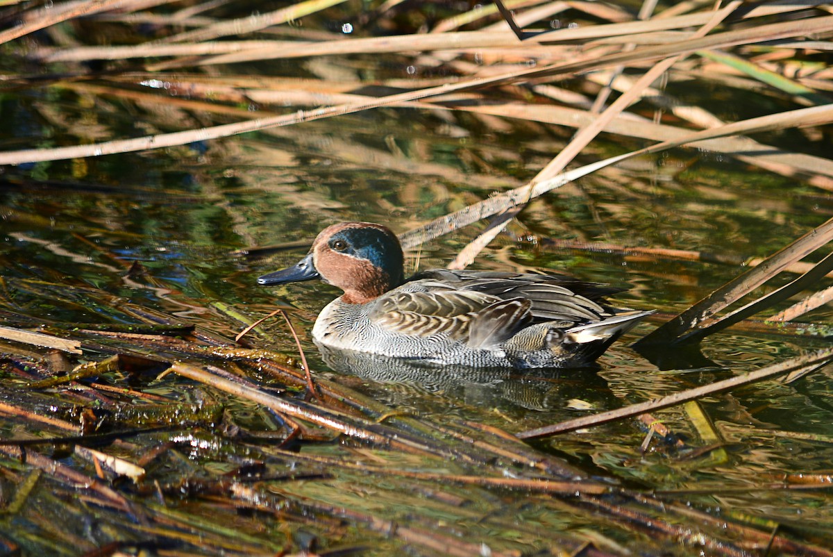 Green-winged Teal - ML389393991