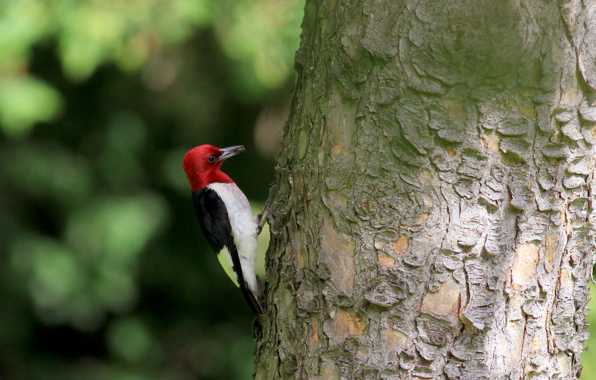 Red-headed Woodpecker - ML38939401