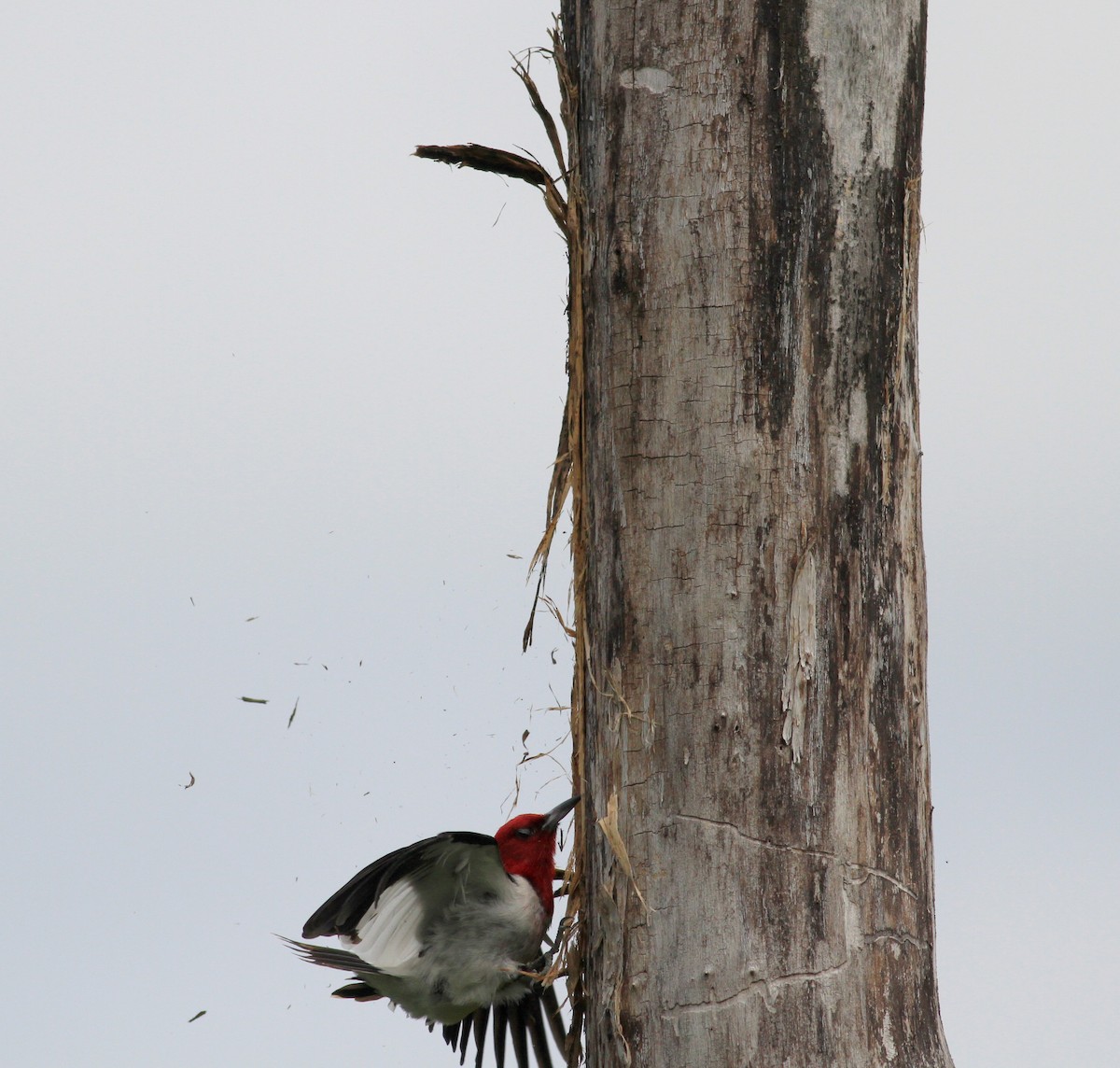 Red-headed Woodpecker - ML38939421