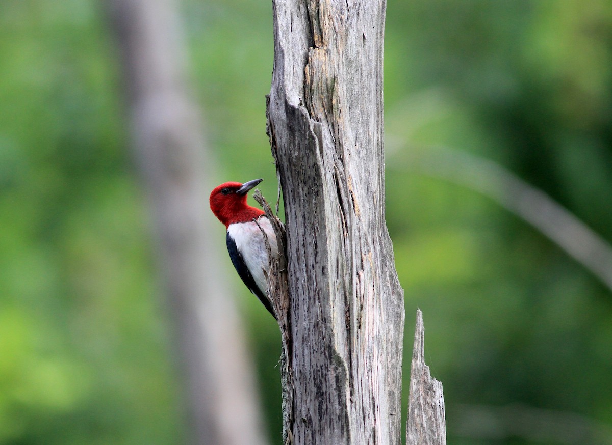 Red-headed Woodpecker - ML38939461