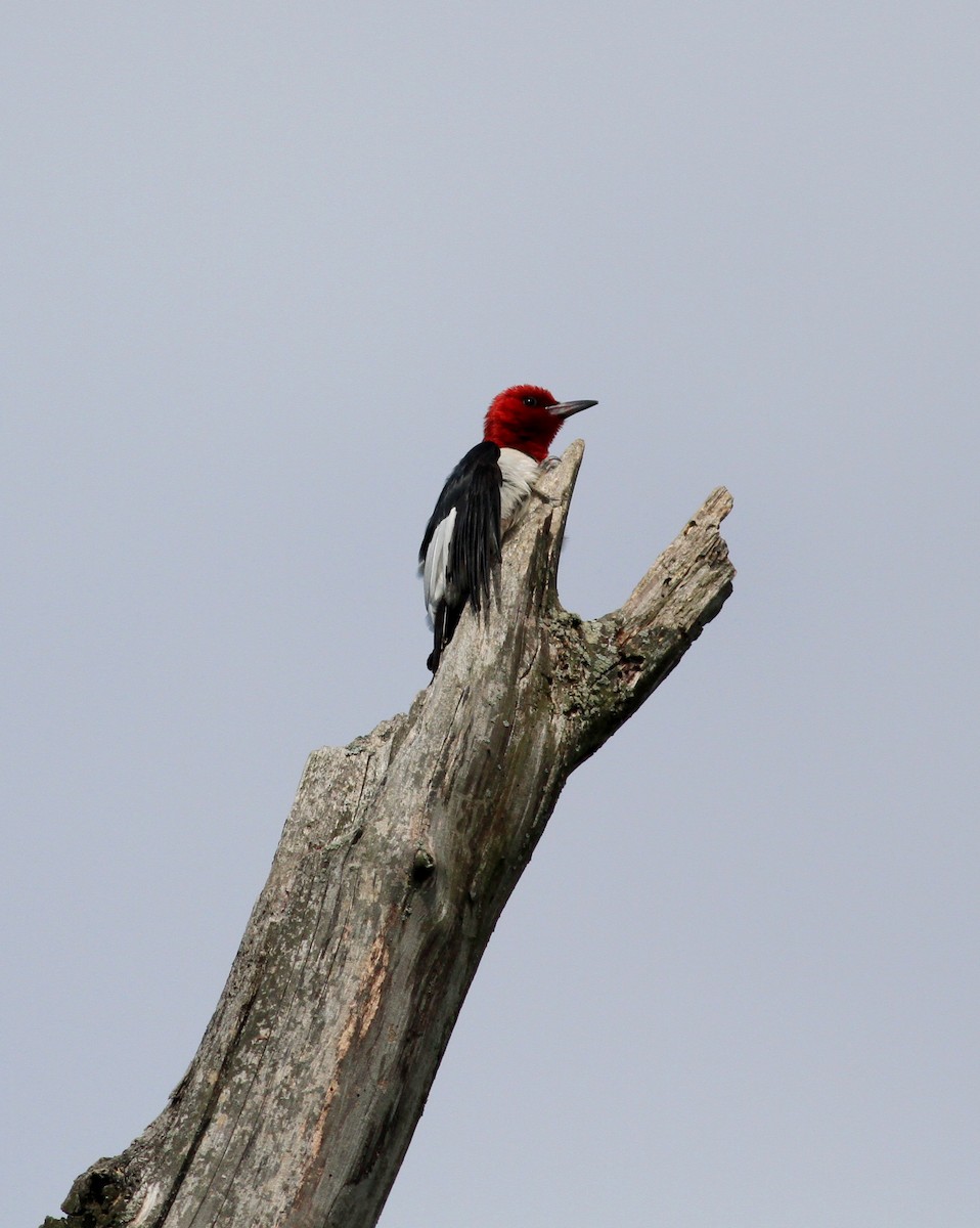 Red-headed Woodpecker - ML38939471