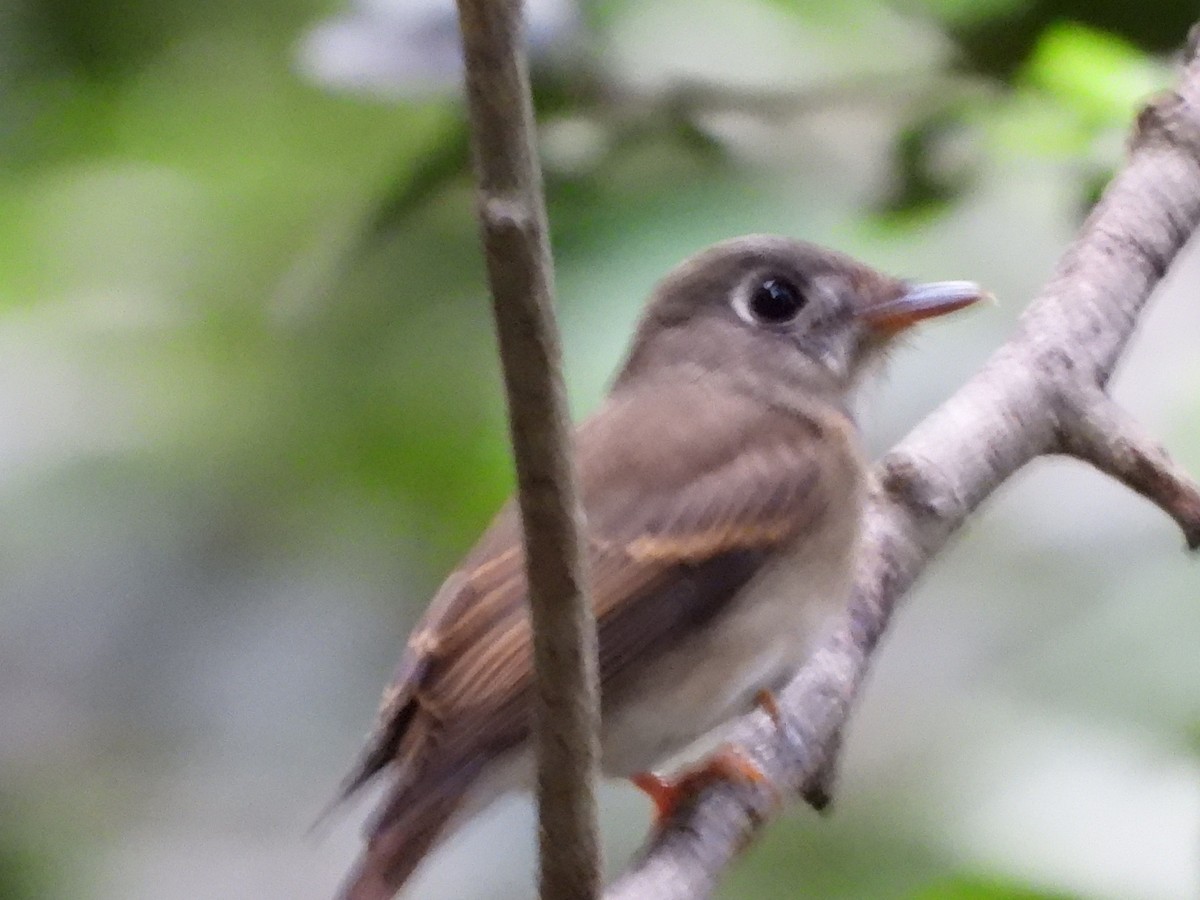 Brown-breasted Flycatcher - ML389395091