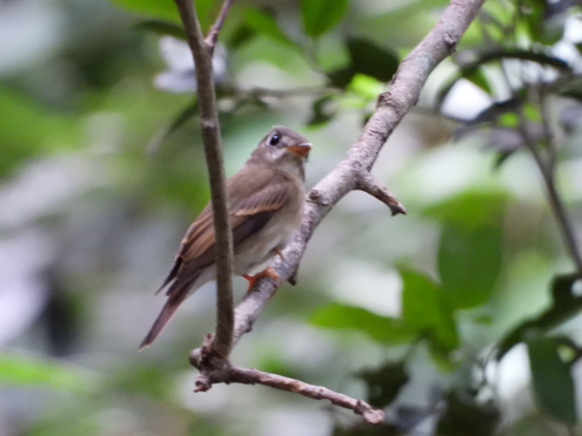 Brown-breasted Flycatcher - ML389395111