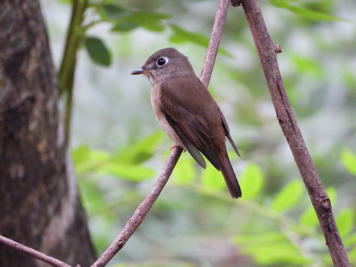 Brown-breasted Flycatcher - ML389395131