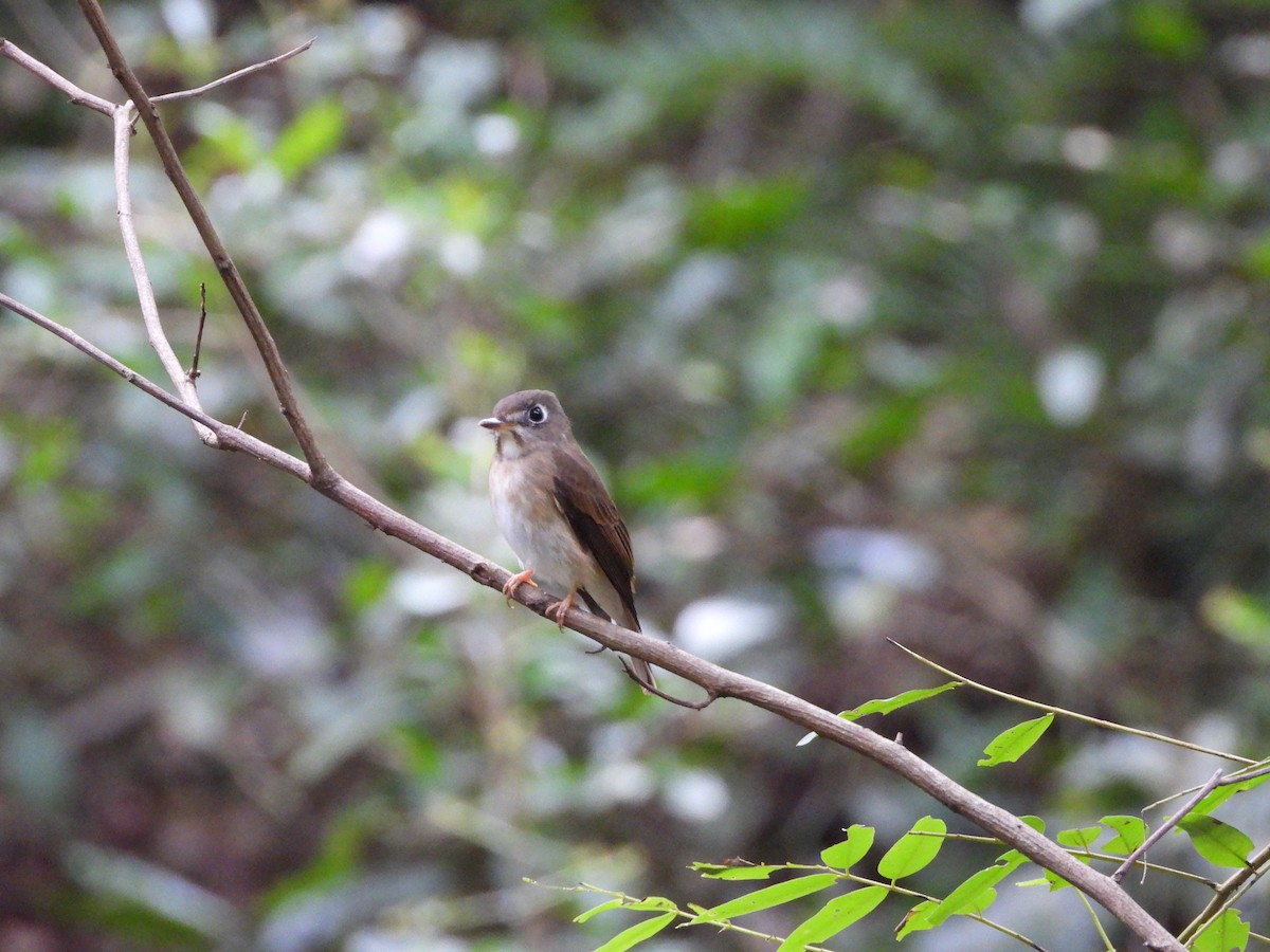 Brown-breasted Flycatcher - ML389395151