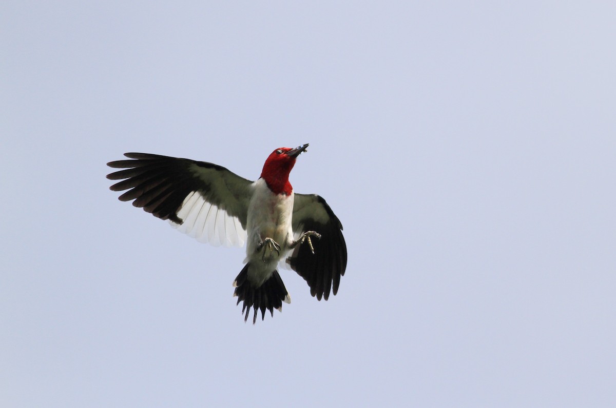 Red-headed Woodpecker - ML38939531