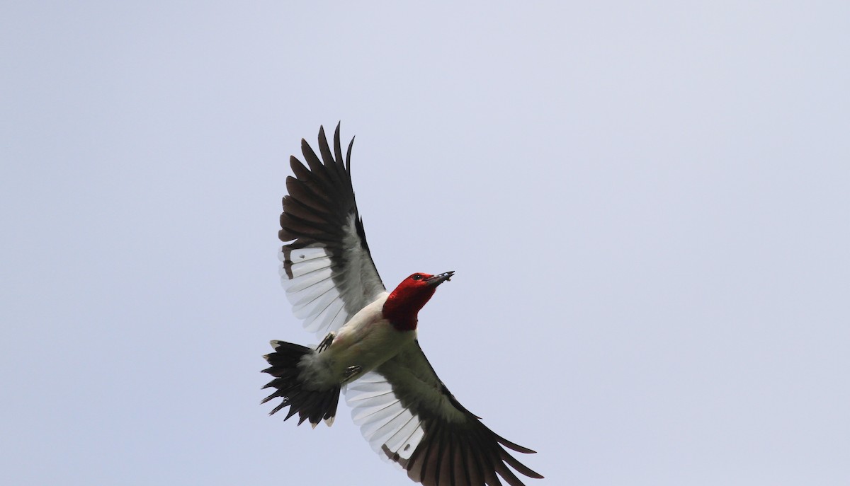 Red-headed Woodpecker - ML38939571