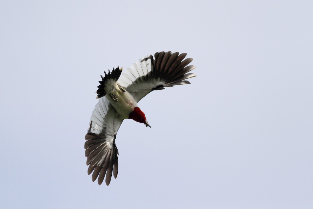 Red-headed Woodpecker - ML38939631