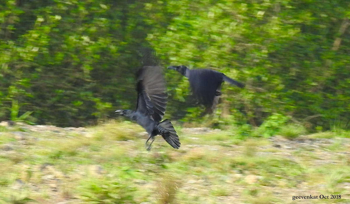Large-billed Crow - Geetha  Venkataraman