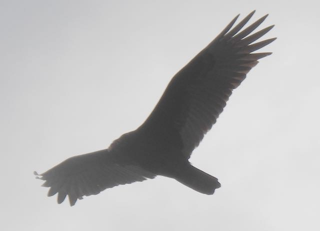 Turkey Vulture - ML389409431