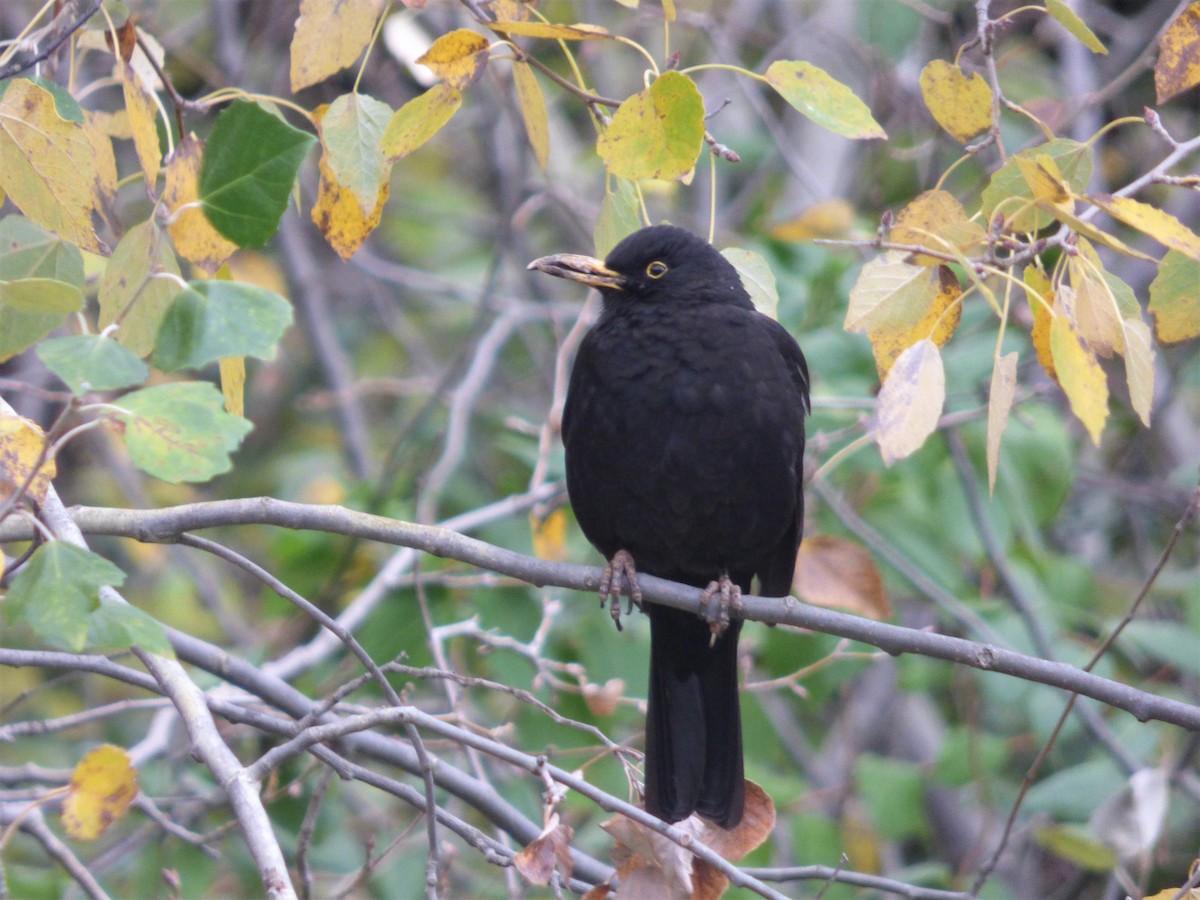 Eurasian Blackbird - ML389411511