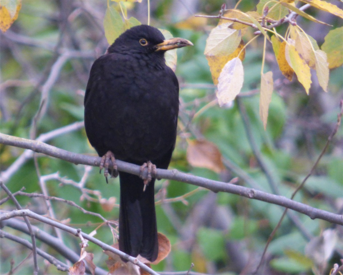 Eurasian Blackbird - JuanMa  Jiménez