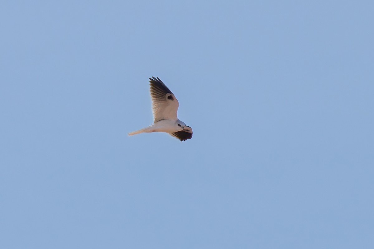 White-tailed Kite - Dave Brooke
