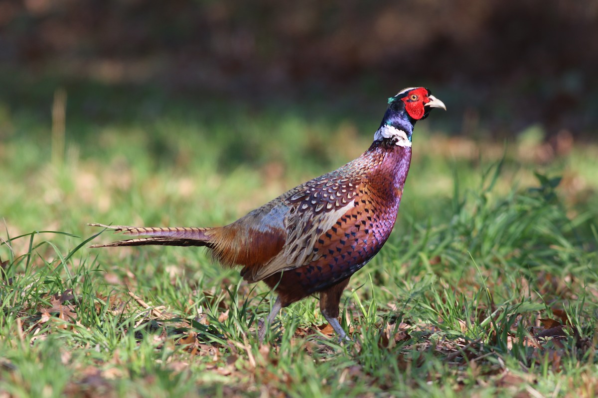 Ring-necked Pheasant - ML389416681