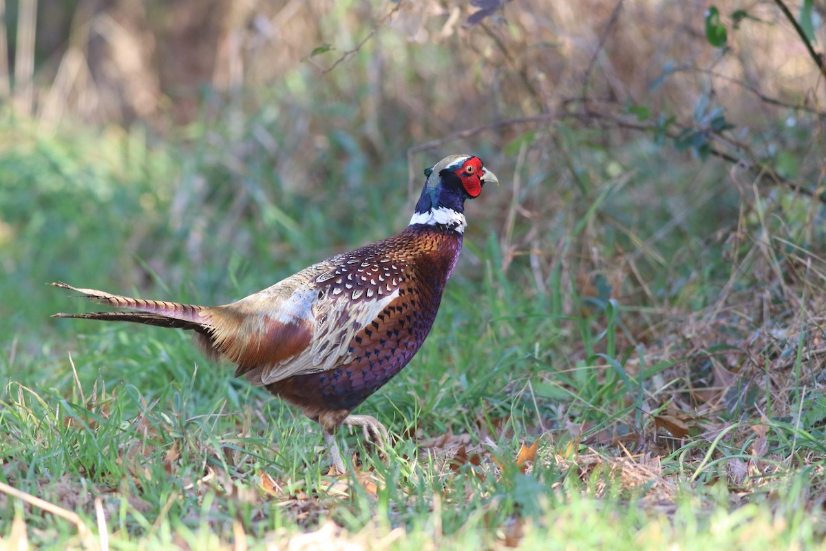 Ring-necked Pheasant - ML389416831