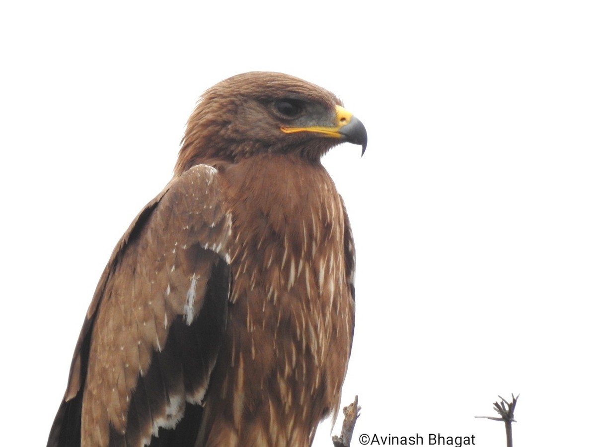 Indian Spotted Eagle - AVINASH BHAGAT