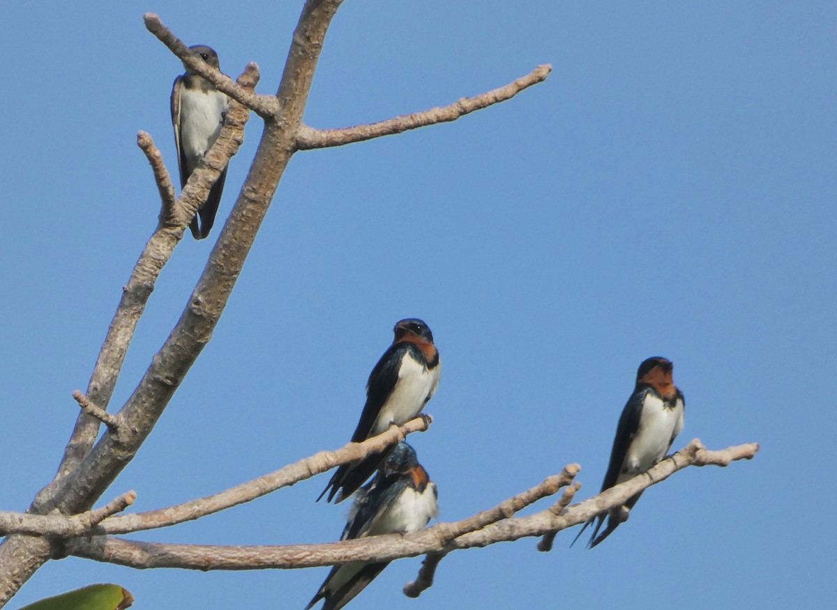 Red-chested Swallow - Ángel Vela