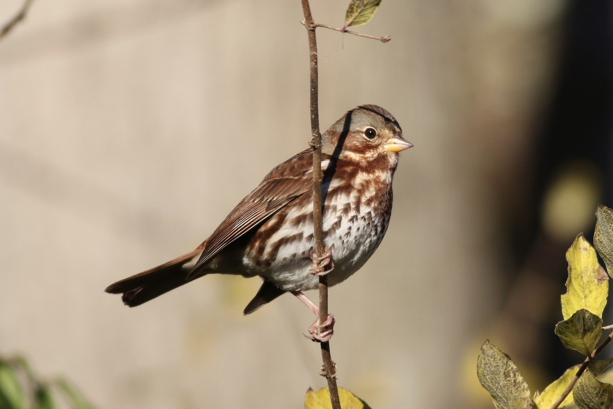 Fox Sparrow (Red) - ML389419691