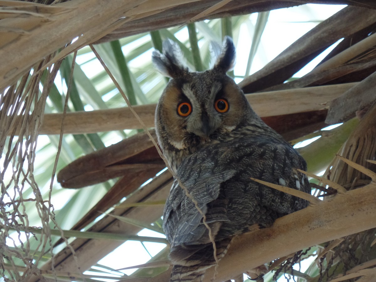 Long-eared Owl - ML389420881